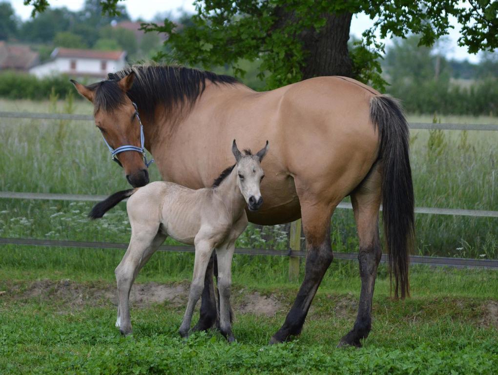 Domaine D'Aromm - Chambres D'Hotes & Gites - Piscine, Etangs & Animaux - Au Calme Ouches Екстер'єр фото